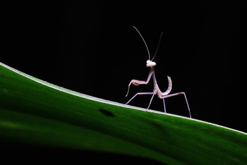 #mantis #mantid #mantodea #instainsect #insectmagazine #insect #insectofinstagram #insectagram #macr