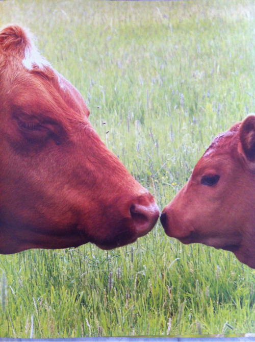 adollarstorepoet:  So I have this book about baby animals and this picture is in it JUST KILL ME NOW THIS IS THE CUTEST THING I’VE EVER SEEN 