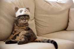 itscolossal:  Three Cats in Japan Have a Closet Full of Custom-Made Hats Felted From Their Shedded Fur