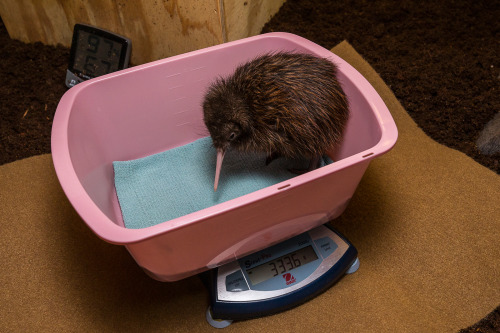 peach–pits:  sdzoo:  Our Avian Propagation Center is caring for a brown kiwi chick for the first time in more than a decade. This endangered  species is an unusual bird: it doesn’t fly, the parents don’t feed  their chicks, and the egg is 4x