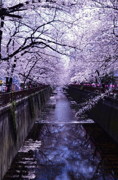 pastelog: A Japanese cherry blossom tree aesthetic -paint