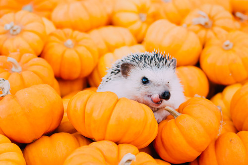 tessarecovering:I took Hazel my hedgehog to a pumpkin patch. I think she enjoyed it! Isn’t she