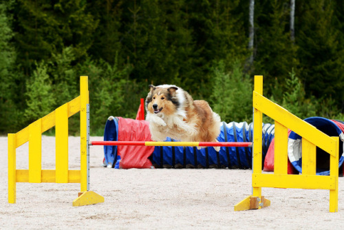 rough collie