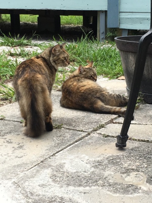 My cats Chloe (lilac/smokey tortoiseshell), Redstar (the torbie with the red stripe on his head), an