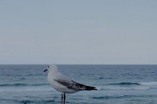 7 September 2015 Surfers Paradise, Queensland