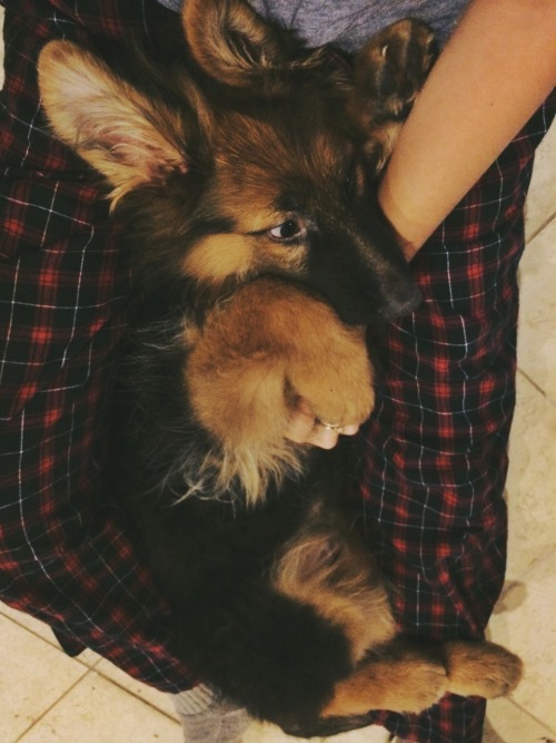 daughterofhungryghosts:  fuxkin cute doge alert!!!!
