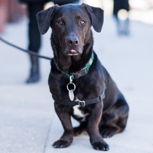 thedogist:Archie, Labrador Retriever/Jack Russell Terrier mix (6 y/o), Union &amp; Roebling St, Broo