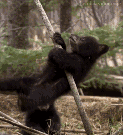 Baby Animal Posts