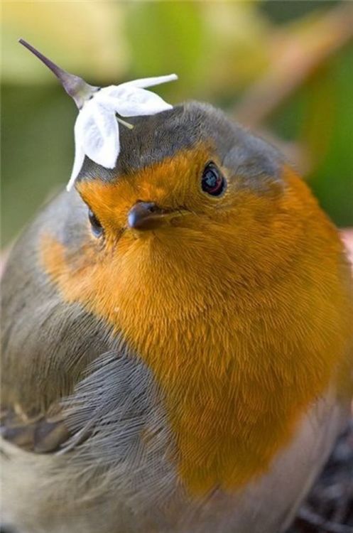 cuteness–overload: FlowerBirb Source: http://bit.ly/31zrAtf 