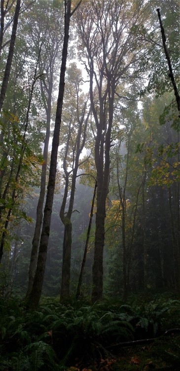 alfalfa67:A misty, rainy hike in the woods.Morrell Sanctuary, Vancouver Island, Canada