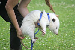 opossummypossum: “Cotton” is a perfect little opossum camouflaging as a perfect little white cloud. vihs   These are pests in New Zealand and we run them over for fun and purposefully go hunting them and make the best socks/slippers/gloves out of