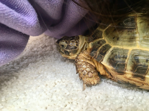 thewhimsyturtle:I love when Mom lies down on the floor and becomes a Mom cave!