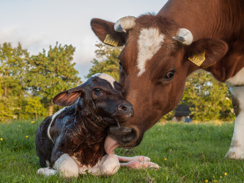 themorningnews:In a new study, Weary and his colleagues investigated how calves are affected by the 