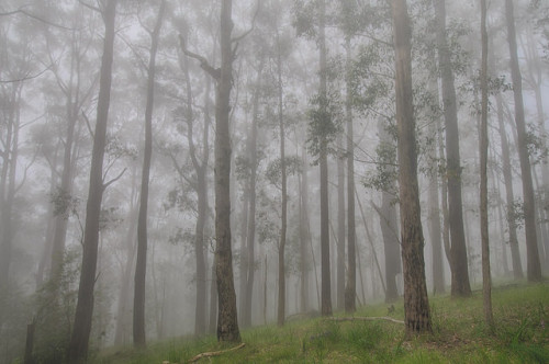 Foggy morning Ferny Creek - colour by r reeve on Flickr.