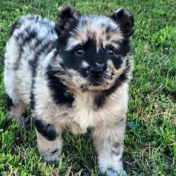 awwww-cute:Half Chow Chow, half Aussie Shepard. Full heart-melting