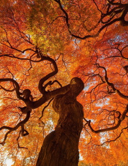 opticallyaroused:   Autumn Tree   Danny Dungo  