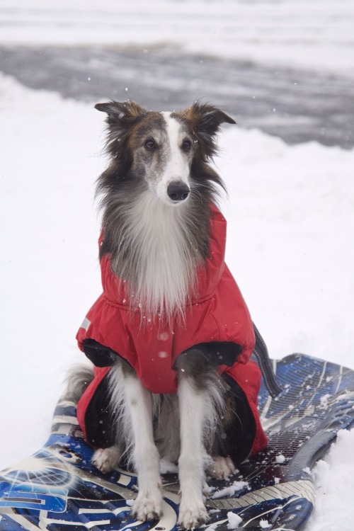 noizydog:my snowdog