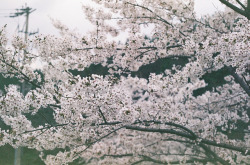 fuckyeahjapanandkorea:  Cherry Blossoms by