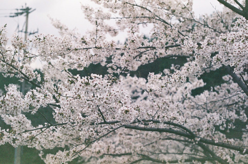 Porn fuckyeahjapanandkorea:  Cherry Blossoms by photos