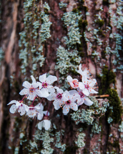 danburlacu:Spring detail