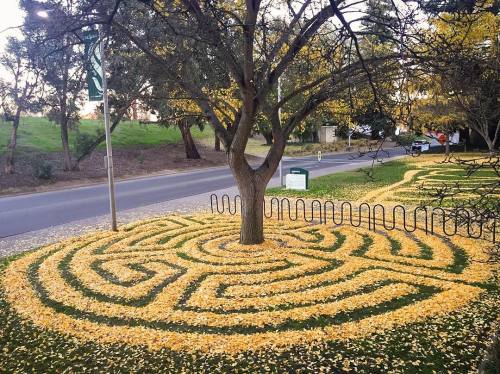 archiemcphee:On Surreal Sunday fallen ginkgo leaves become golden labyrinths. These ephemeral mazes 