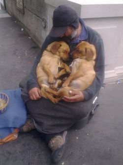 cute-overload:  A Homeless Man With His Dogshttp://cute-overload.tumblr.com source: http://imgur.com/r/aww/lTG9Hx4