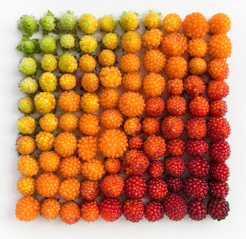 itscolossal:Painstaking Arrangements of Colorful Objects and Food by Emily Blincoe