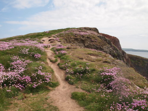 Porn photo hn-yjournal:Flowers on Burgh Island, May