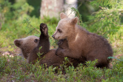 magicalnaturetour:  “Brown Bear Cubs”