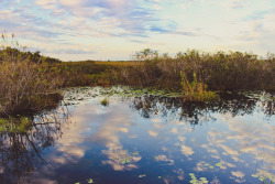 adamoose:  swampy_sunsets