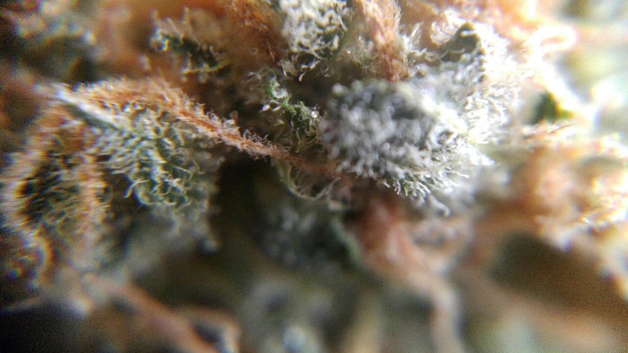 weed-breath:   Zoom 