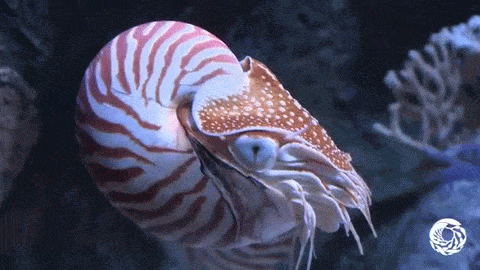 Did you know nautilus populations tend to be about 75 percent male and 25 percent female? Scientists aren’t sure why!
Telling male and female nautiluses apart is tricky—the only way to know for sure is through dissection. If you’re just using your...