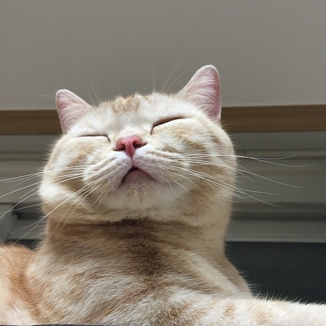 1amgirl: dooboo_cat