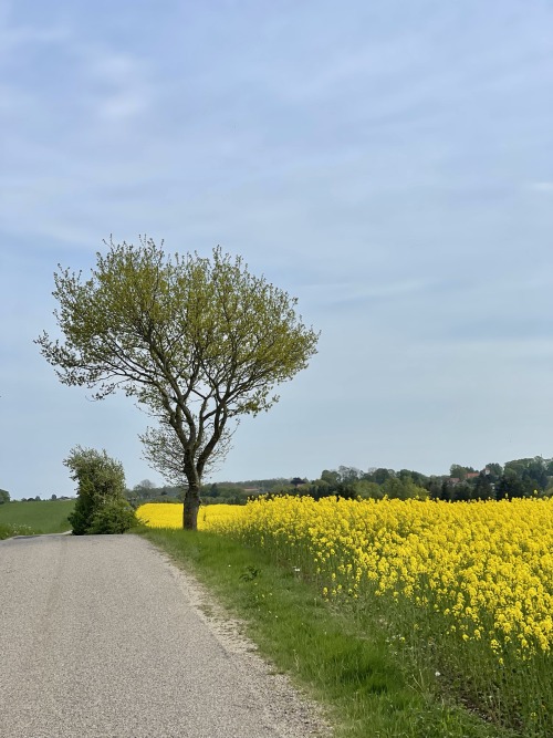 18/5.2022 - ahh, those beautiful yellow fields