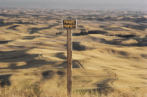 Overview of rolling, dune-like wheatfields extending into the horizon in Steptoe Butte, Washington, 