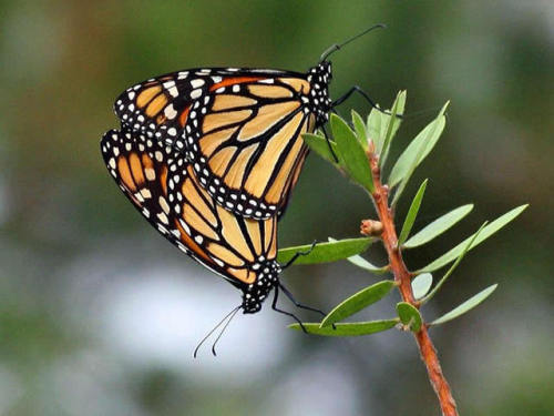 monarchs mating