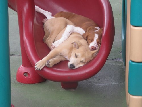 night-dark-woods:doggosource:mood ID. two dogs asleep in the bottom of a red spiral playground slide