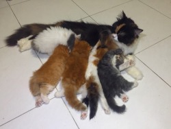 mostlycatsmostly:  • Batman, Oyen, Lady, PakTeh, Diba &amp; 5 sementots! •    😻 from 🇸🇬(submitted by @trufflesandmilk)