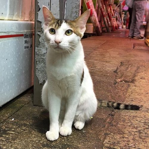 I met this sweet #cat by a seafood shop in Mong Kok, #hongkong ift.tt/2HWOP6P