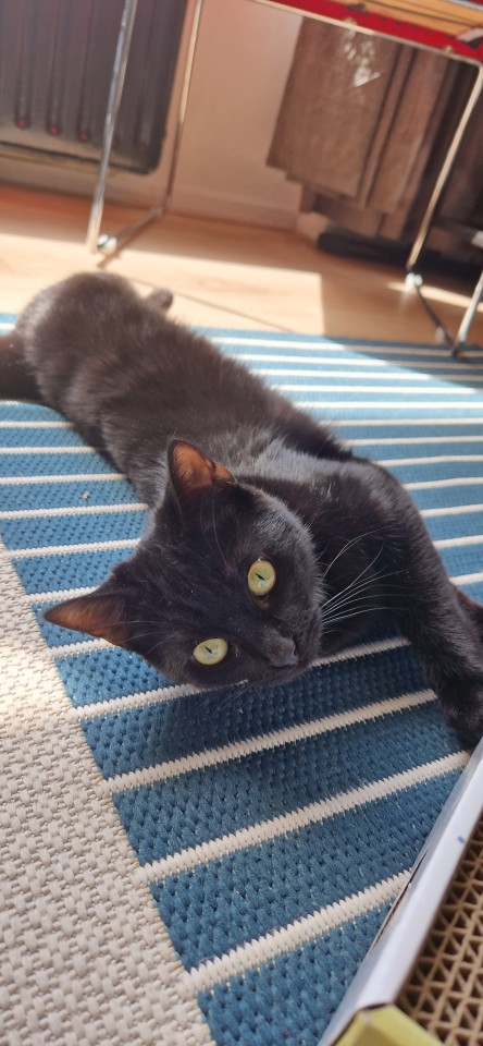 A photo of a black kitten on a blue and white striped rug. She's stretched out on her side and she's looking upside down at the camera with big yellow eyes. 