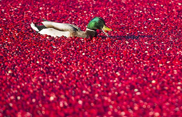 cartoonhenchman:  cartoonhenchman: i wish to swim with the cranberries  this is