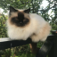 flwrkitty