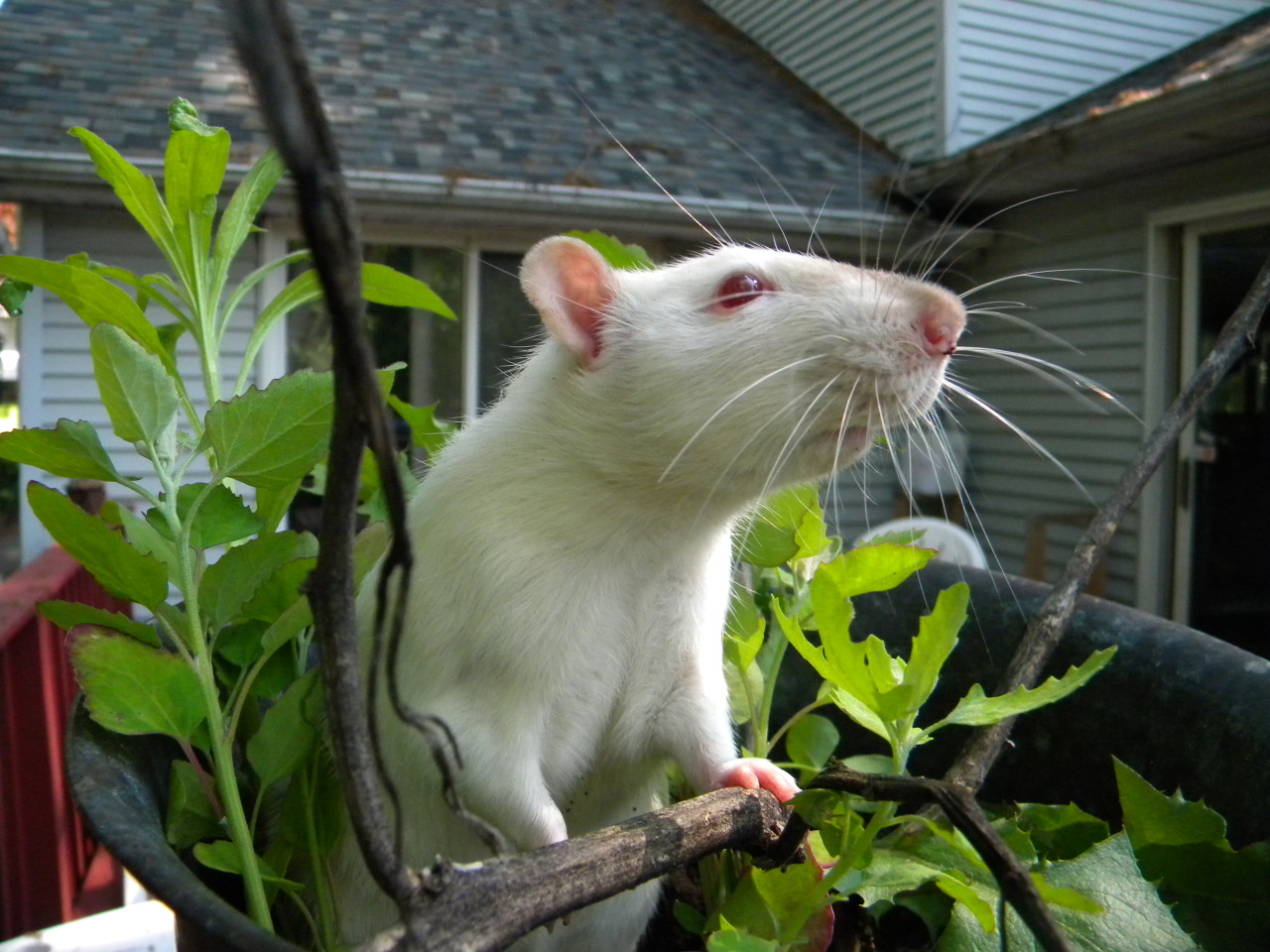 someacidicbitch:  meet my pet rat, Teddy! he is my handsome lil man. Rescuing him