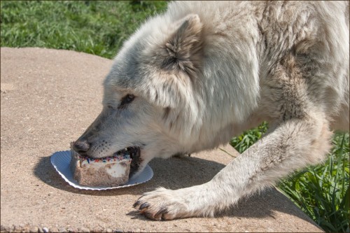 tinyredbird:  birthdaycakesforanimals:  ‘Did you know that all wolves, foxes, and coyotes are born in spring? Our animals’ birthdays are all within a couple of weeks of each other, so we just have one big celebration! Each animal gets their own tasty,
