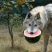 hineway:you know what day it is?THATS RIGHT, ITS WATERMELON WOLF WEDNESDAY AWOOOOOOOOO