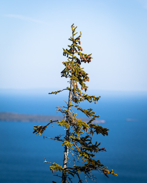 A pine with a view - overlooking Lake Superior from atop Mt. Josephine.