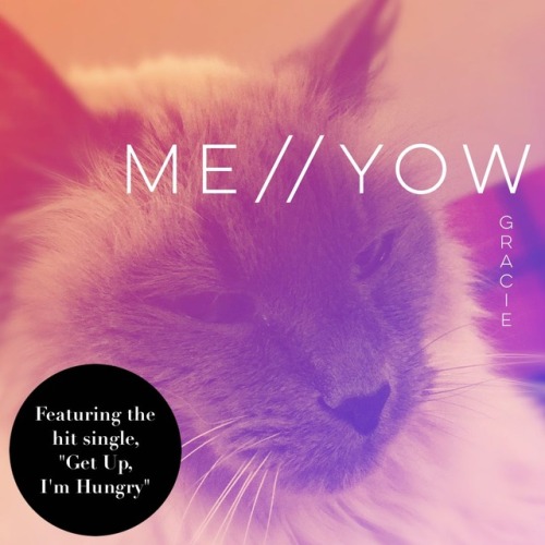 creaturesofnarrative:Sometimes when I can’t sleep I make fake album covers for my cat. Bo
