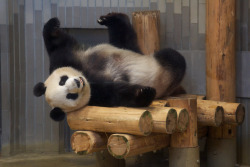 Giant Panda Photos