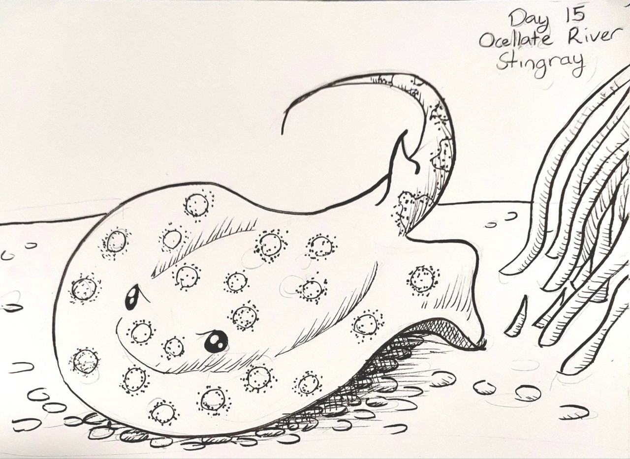 ink drawing of a spotted stingray swimming along the bottom of a river bed