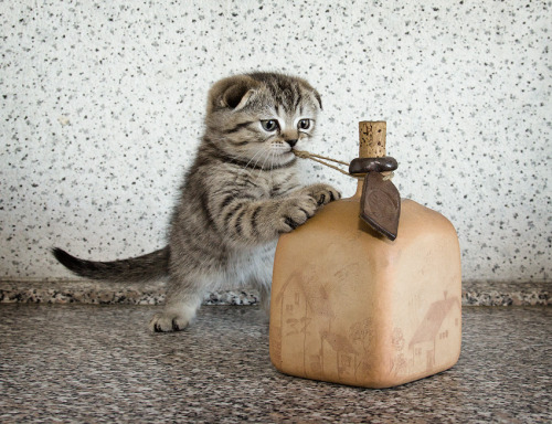 sologatos:  44104 cybergata:  заначка baralena 